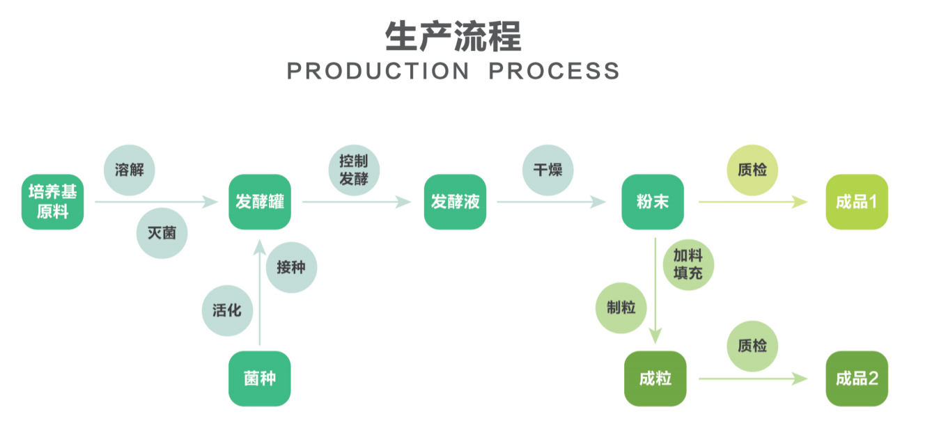 丁酸梭菌--生产流程.png